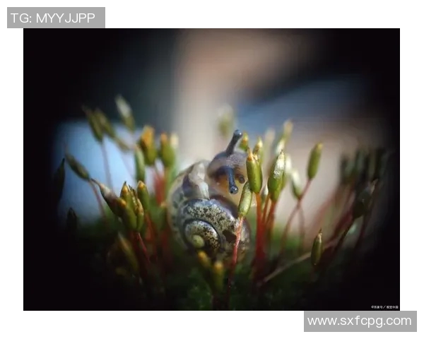瓦内萨的奇幻旅程：探索未知世界的勇气与智慧